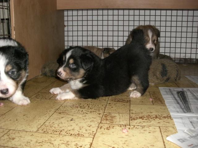 3,5 tydne 013.jpg - vrh Q - 3,5 týdne (nar. 17. 12. 2010)